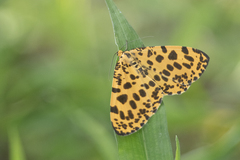 Epobeidia tigrata tigrata