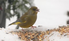 Chloris chloris