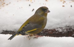 Chloris chloris