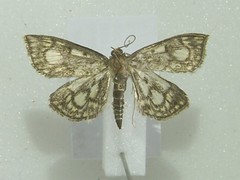 Anania stachydalis
