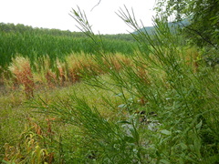 Epilobium pseudorubescens