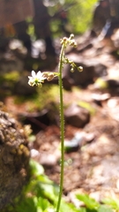 Micranthes nelsoniana aestivalis