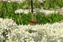 Apis mellifera