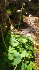 Micranthes nelsoniana aestivalis