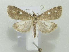Udea olivalis