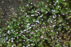 Cymbalaria muralis