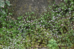 Cymbalaria muralis