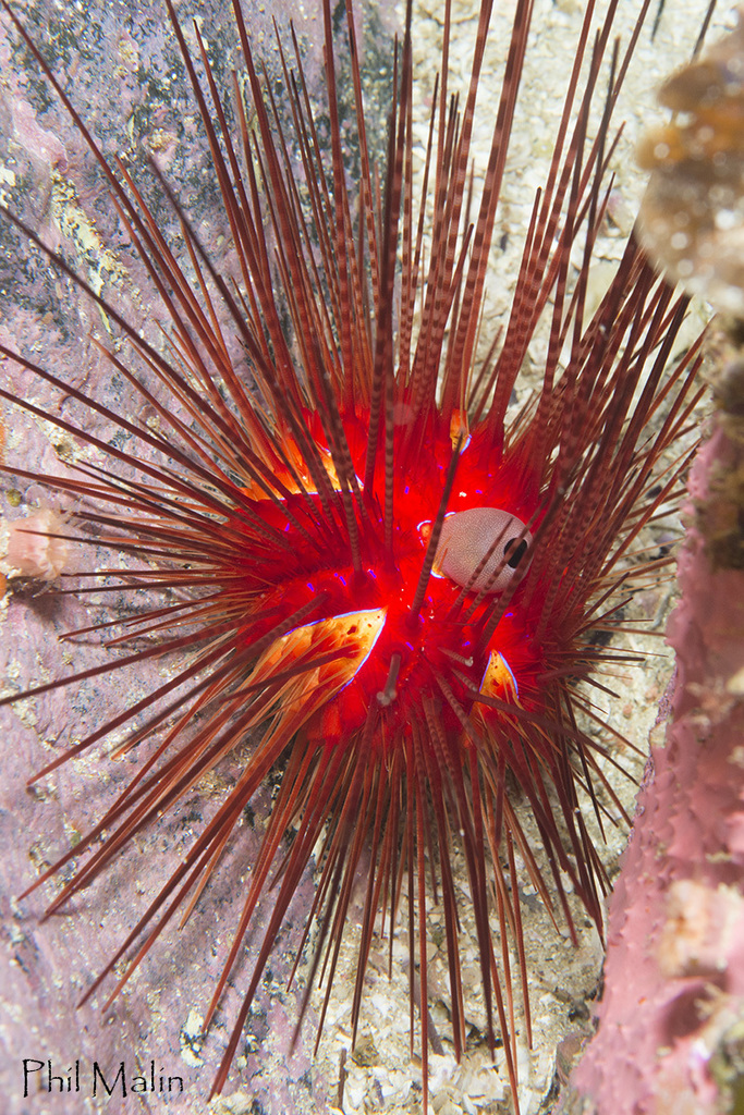 Diadema palmeri