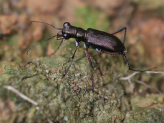 Heptodonta posticalis