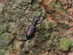 Heptodonta posticalis