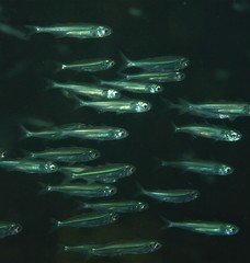 Atherinomorus vaigiensis