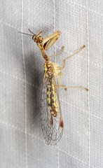 Austromantispa imbecilla
