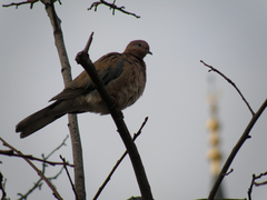 Streptopelia senegalensis