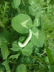 Orthosia gothica