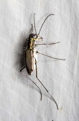 Myriochila semicincta