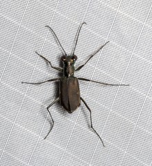 Myriochila semicincta