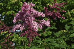 Syringa × prestoniae
