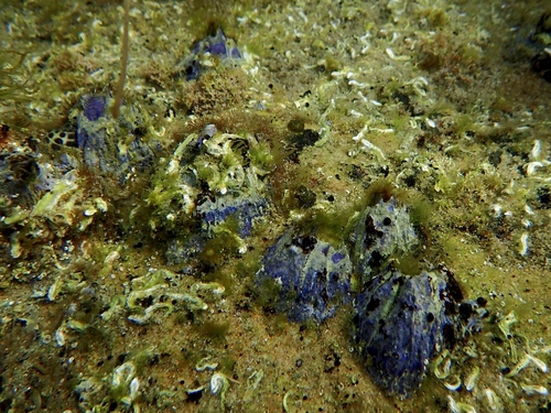 Austrobalanus imperator (Darwin, 1854)