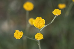 Tanacetum achilleifolium