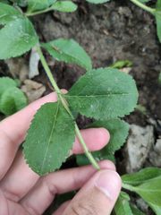 Veronica officinalis