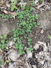 Veronica officinalis