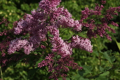 Syringa × prestoniae