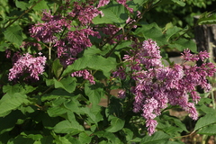 Syringa × prestoniae
