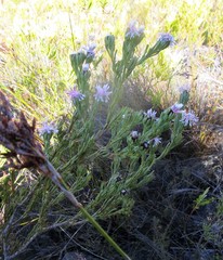 Paranomus centaureoides