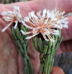 Paranomus centaureoides