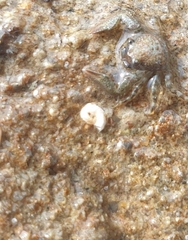 Spirobranchus cariniferus