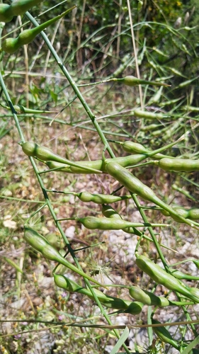 reďkev poľná (Raphanus raphanistrum)
