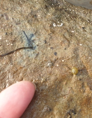 Spirobranchus cariniferus