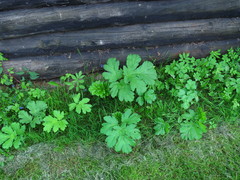 Heracleum sosnowskyi