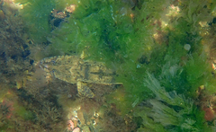 Platycephalus laevigatus