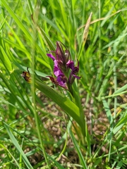 Anacamptis palustris elegans
