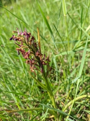 Anacamptis palustris elegans
