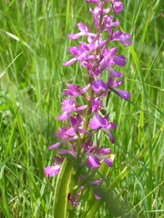 Anacamptis palustris elegans