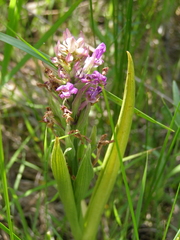Anacamptis palustris elegans
