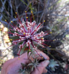Leucospermum wittebergense