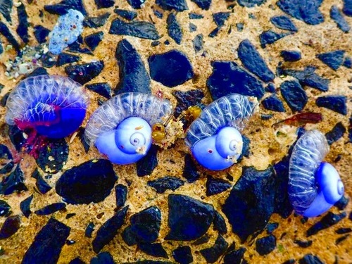 photo of Violet Sea Snail (Janthina janthina)