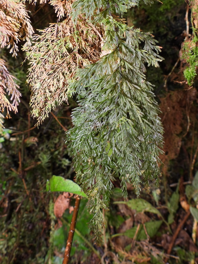 Callistopteris apiifolia