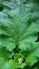 Arctium tomentosum