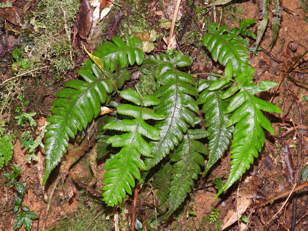 Stegnogramma dictyoclinoides