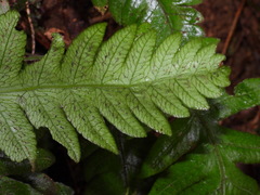 Stegnogramma dictyoclinoides