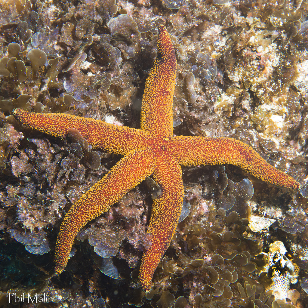Echinaster colemani