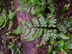 Diplazium kawakamii