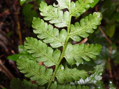 Diplazium kawakamii