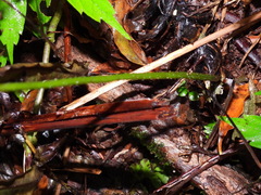 Diplazium kawakamii