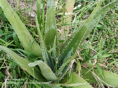 Aloe vera vera