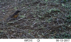Laniarius ferrugineus ferrugineus